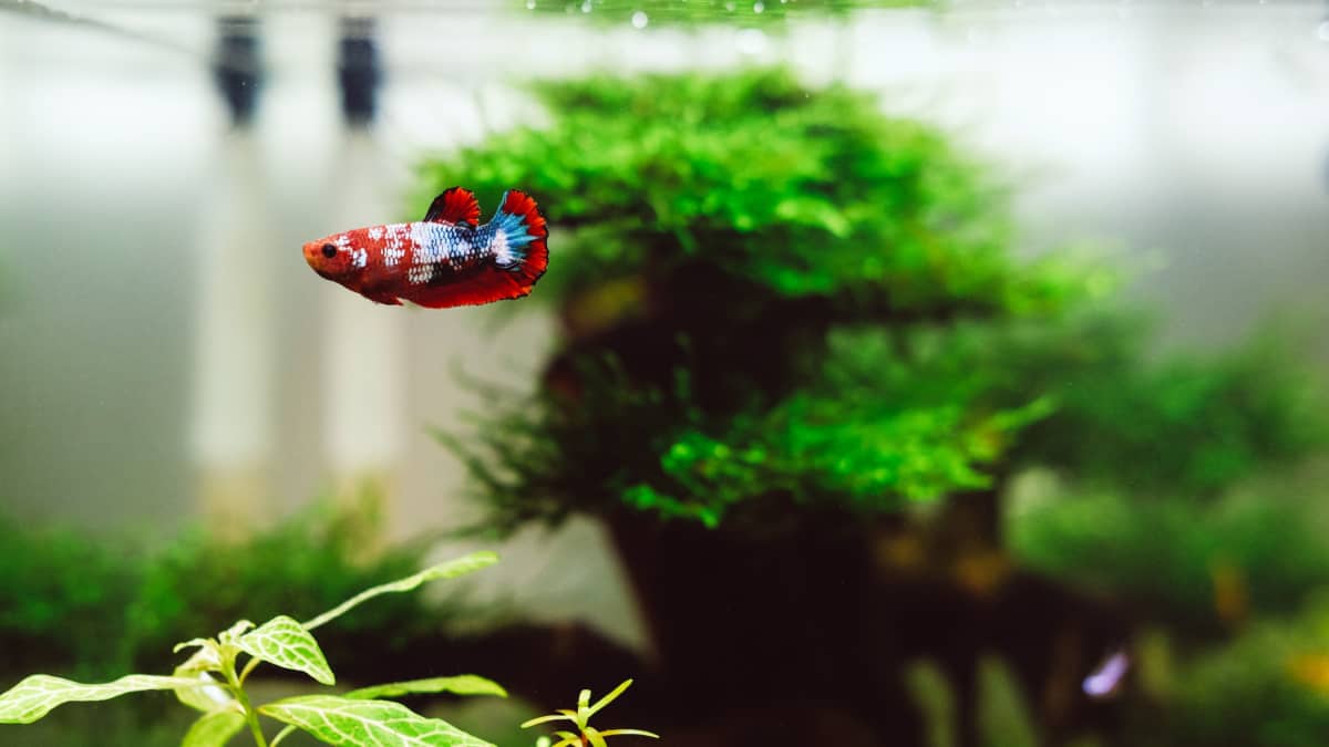 Best Heaters for a 5-Gallon Freshwater Aquarium Fish Tank: Reviews -  PetHelpful