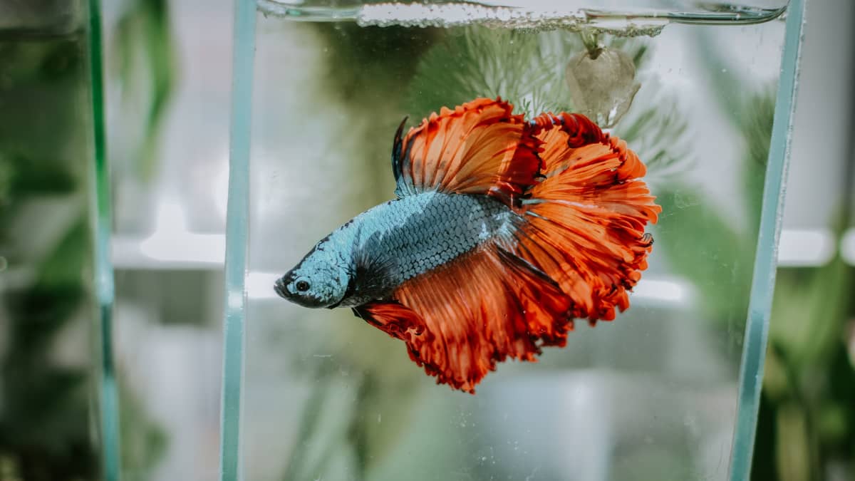 How to Easily Clean Betta Fish Tanks: An Illustrated Guide - PetHelpful