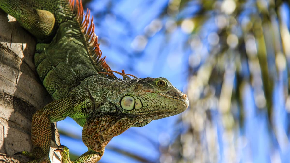 11 Things to Consider Before Adopting a Pet Green Iguana - PetHelpful