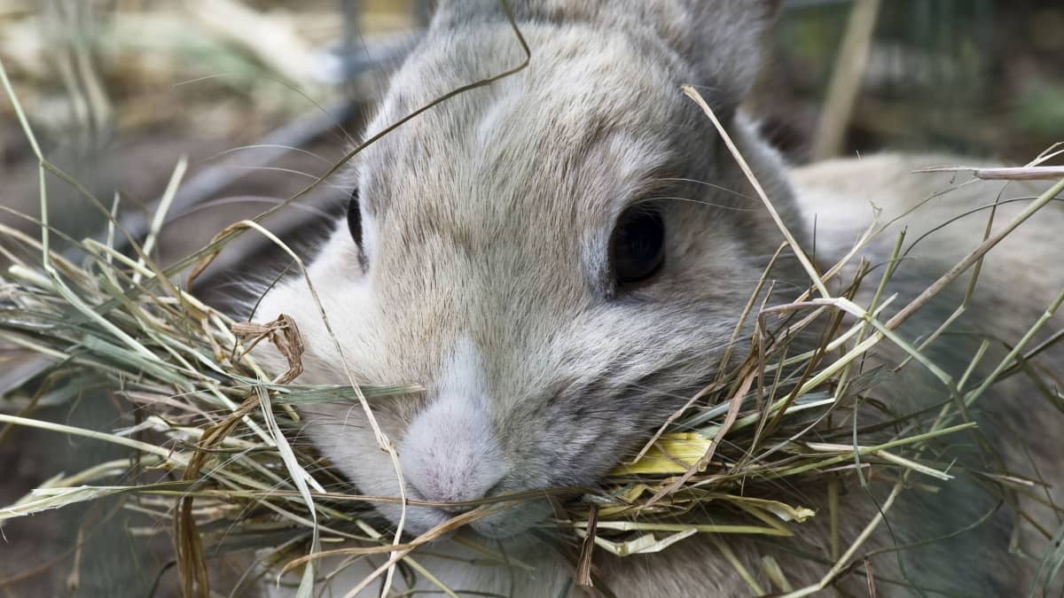 Bunny Care Guide: What Foods Do Rabbits Eat? - PetHelpful