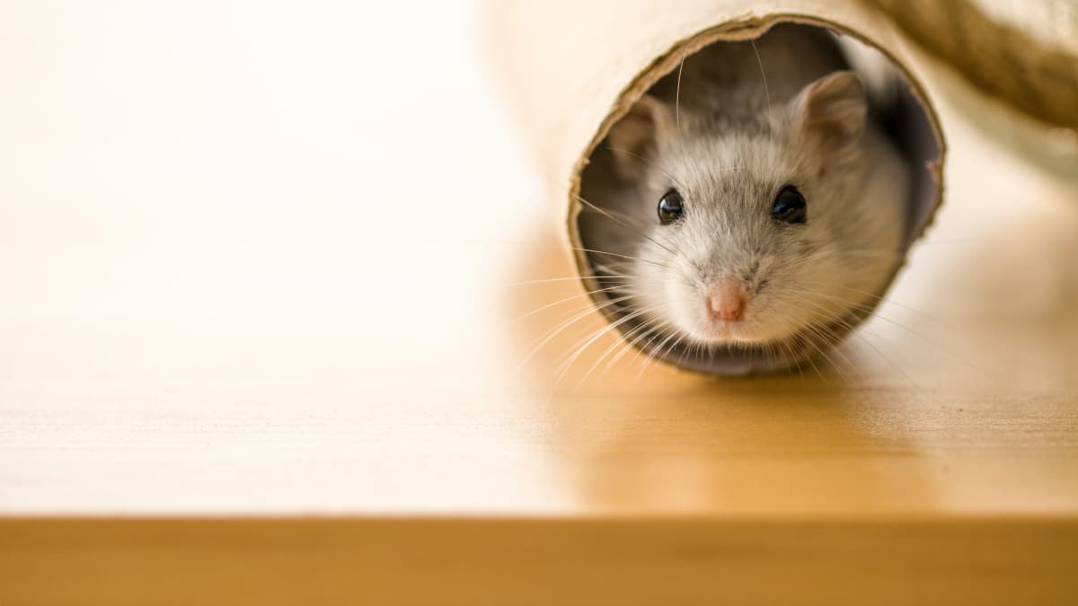 Hamster Care: Everything You Need to Know