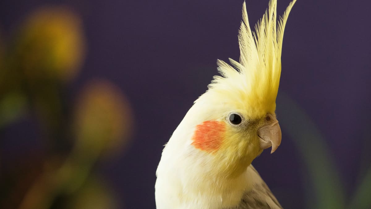 What to Do If You Find a Baby Bird on the Ground - PetHelpful