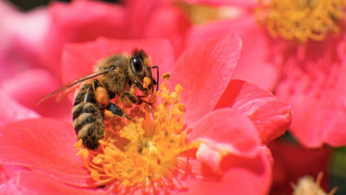 How to Start a Beehive in Your Backyard in 5 Simple Steps