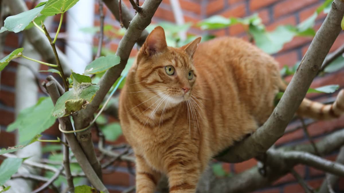 Birdwatching with Cats: Enjoying Nature from Indoors - Sharing Birdwatching Experiences with Others