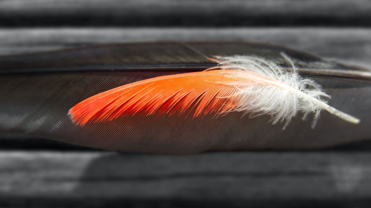 Blood Feathers in Birds: Pulling Feathers vs. Styptic Powder