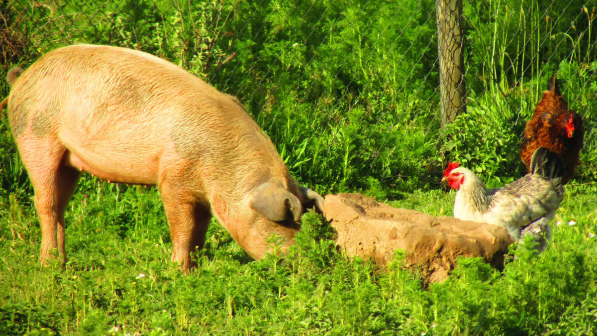 Cute Hen Walking with Yellow Chicken. Funny Mom and Three Baby