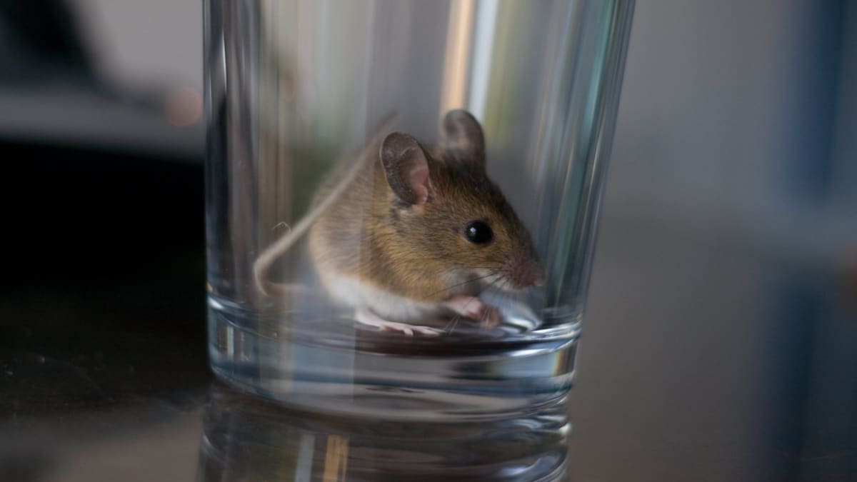 What's The Fastest Way To Catch A Mouse?