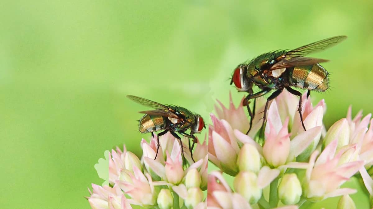 3 Genius, Foolproof Fly Traps to Make at Home