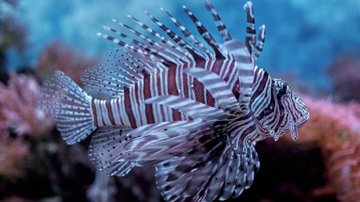 The Fascinating World of Spiny, Spiky Sea Creatures - Owlcation
