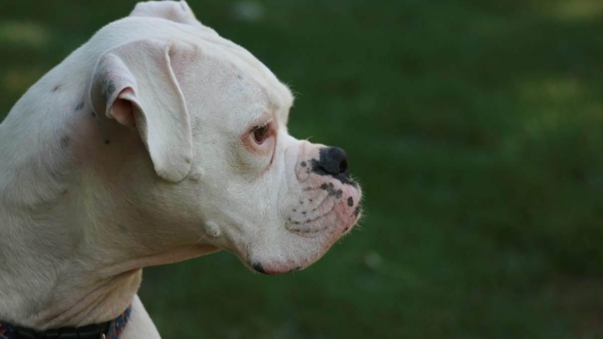 White Boxer: Info, Pictures, Characteristics & Facts