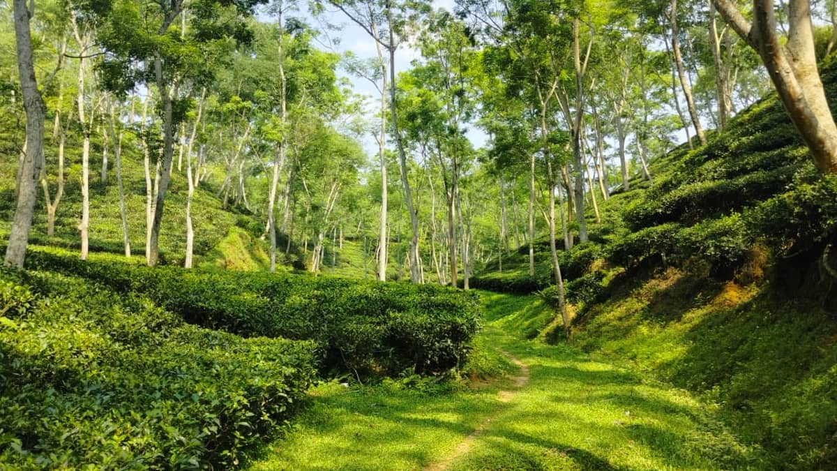 Beautiful Tea Gardens in Sylhet, Bangladesh - Tea Tourism in Sylhet: An Emerging Trend