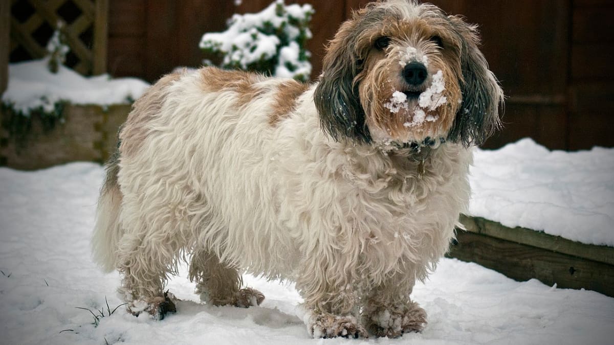 9 Winter Boredom Busters For A Happy Dog - My GBGV Life