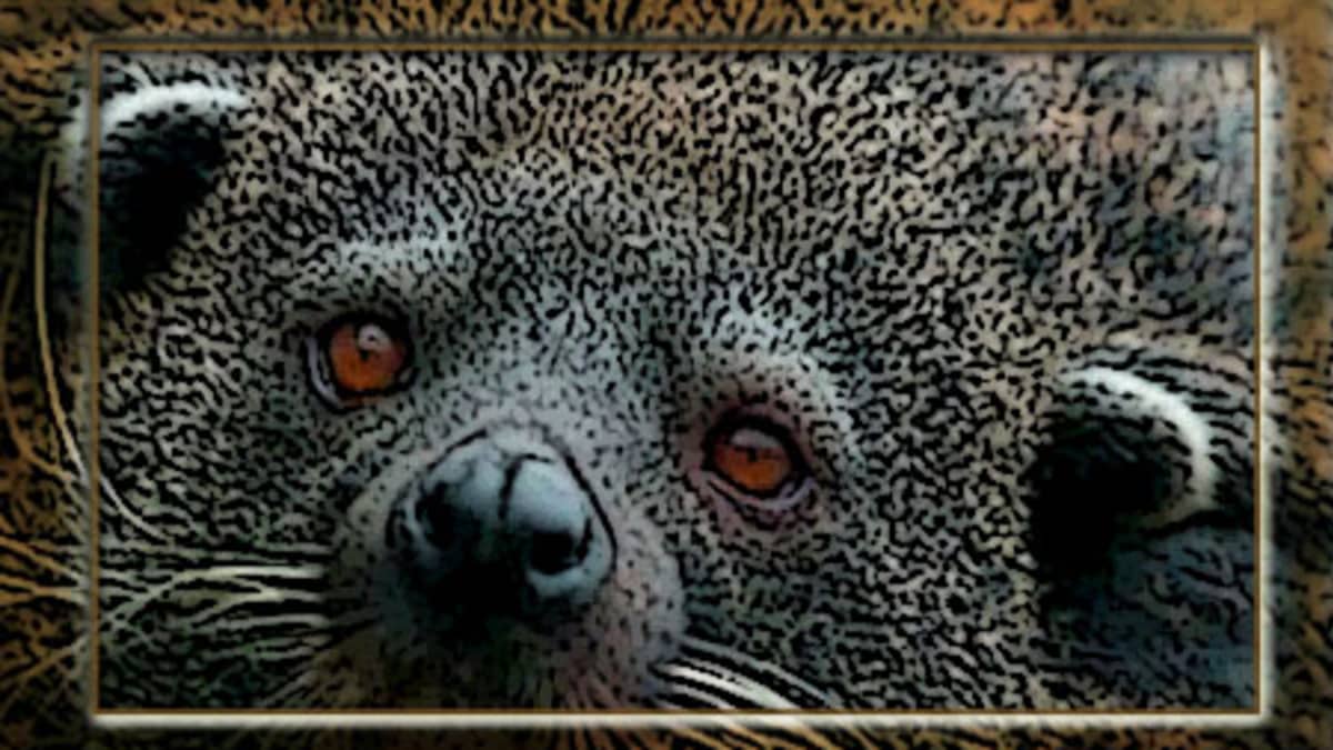 Zoos, Binturong Exotic Animal Education - HubPages