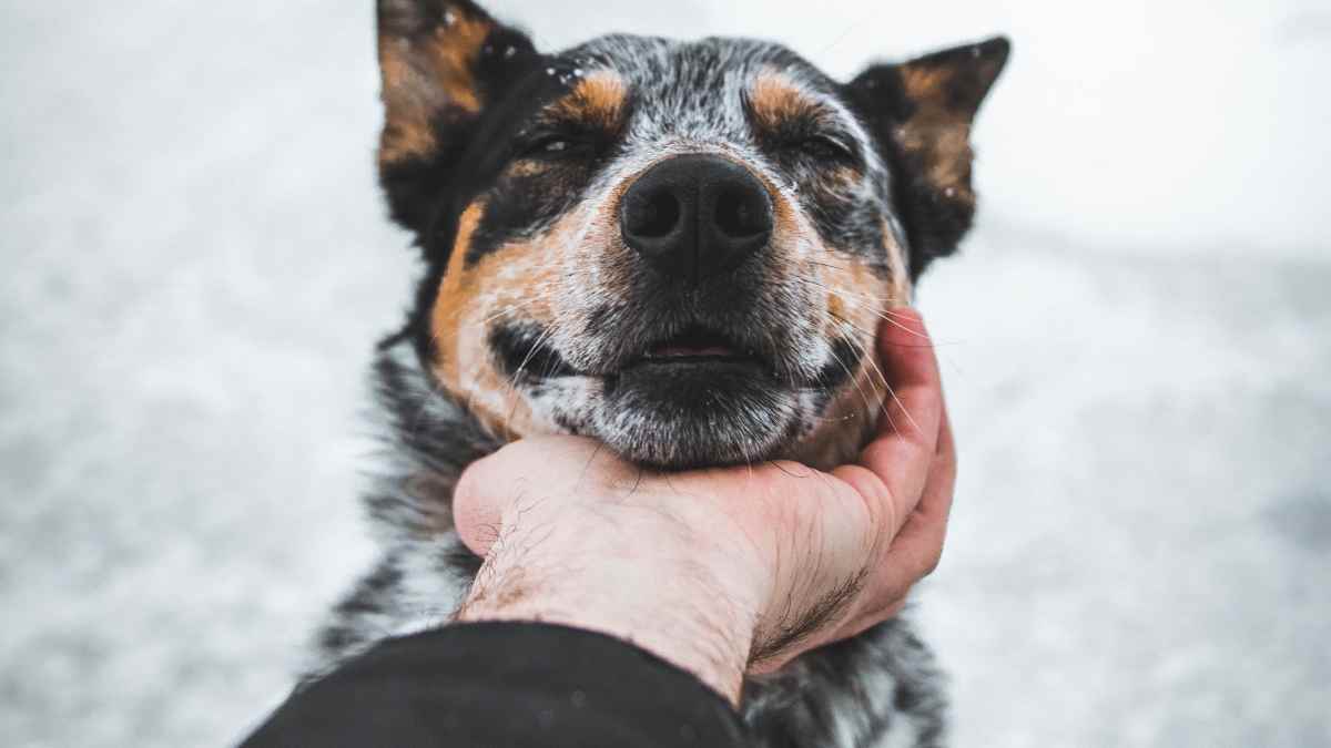 What Breeds Of Dog Can Live Outside