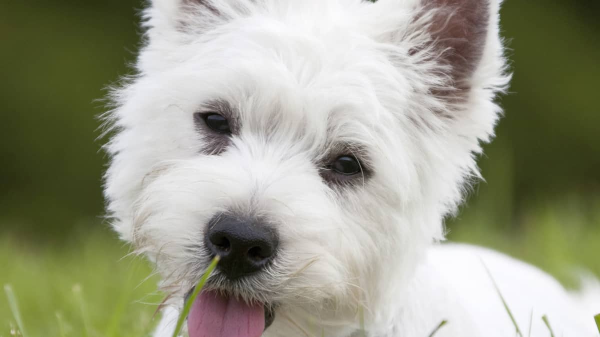 do westies suffer from separation anxiety