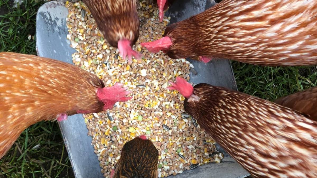 Can Chickens Eat Sunflower Seeds? - PetHelpful