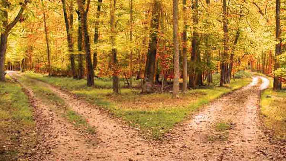Estrada se bifurcando em floresta outonal, sugerindo escolhas de vida
