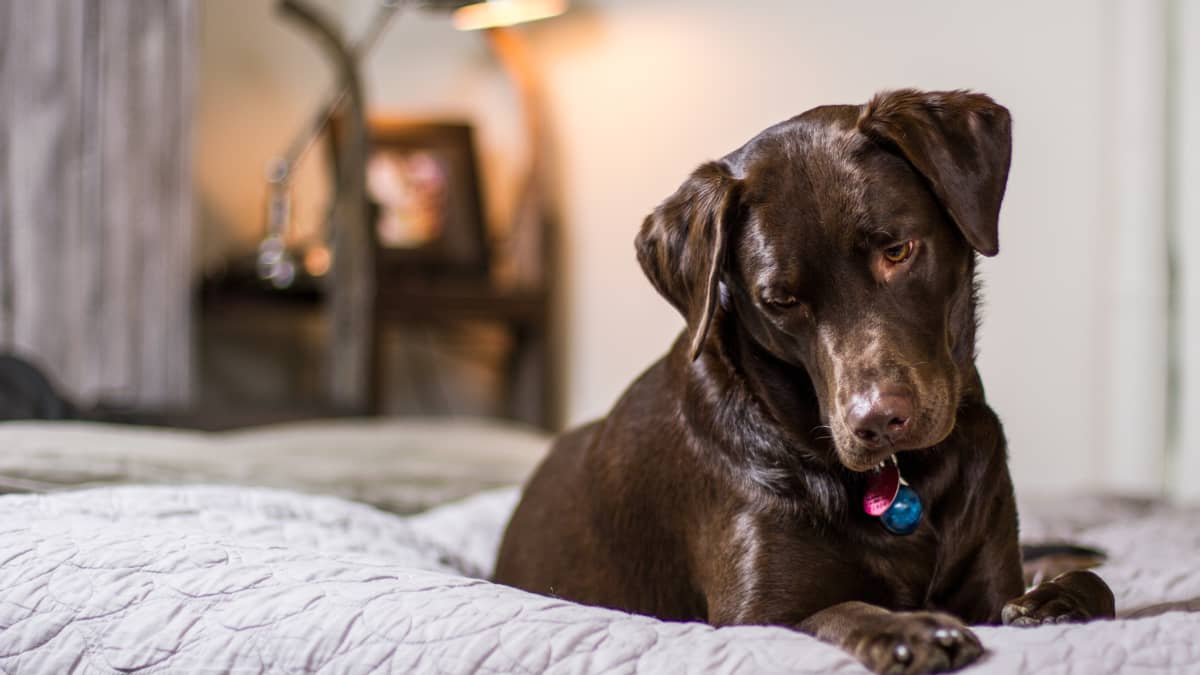 what can i do to calm my dog during thunderstorms