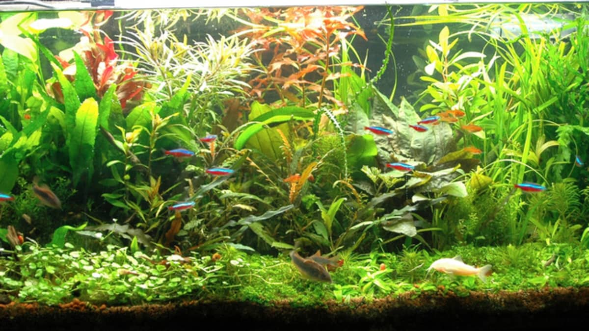 Cleaning Your Freshwater Fish Tank - HubPages
