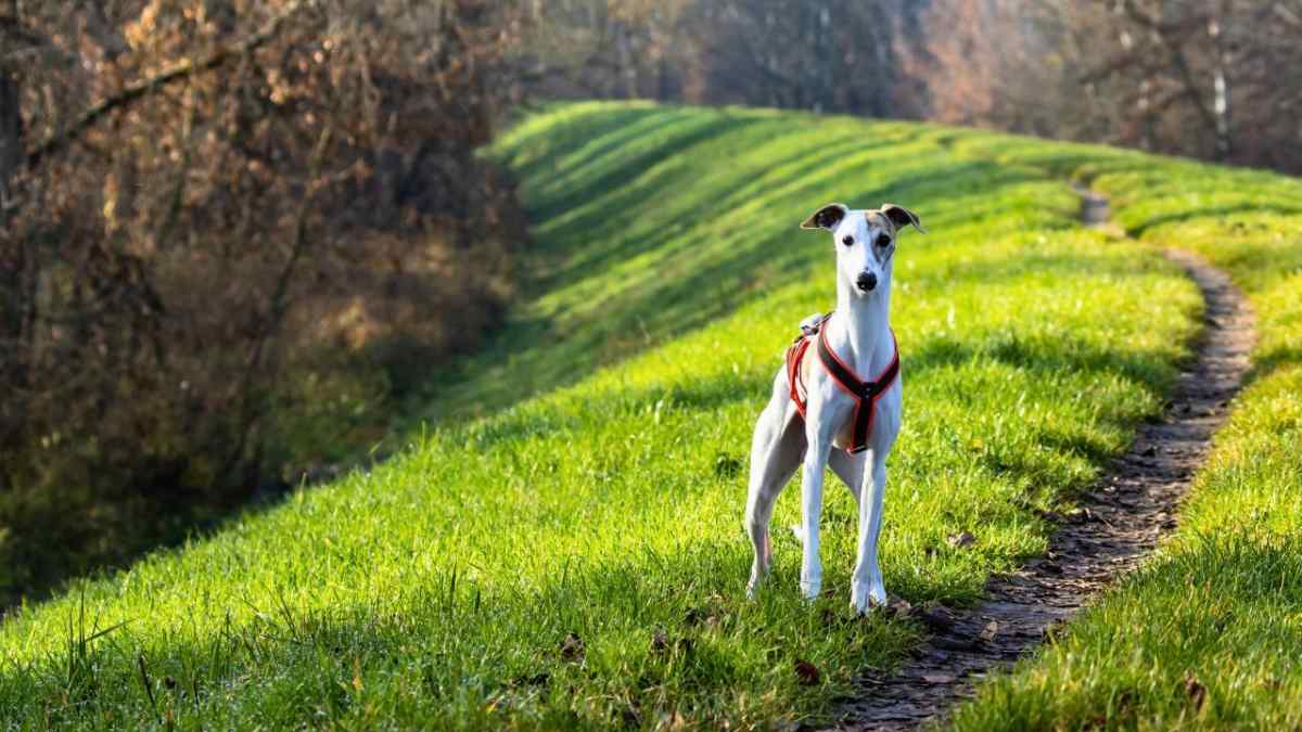 Dog Breeds Labrador Greyhound Cross Puppies For Sale Labrador Retriever Buy  Best Puppies Labrador Retriever Price, image size:1200x675