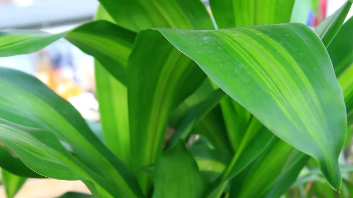 Fortune Plant aka Dracaena Fragrans, Corn plant Care Tips and