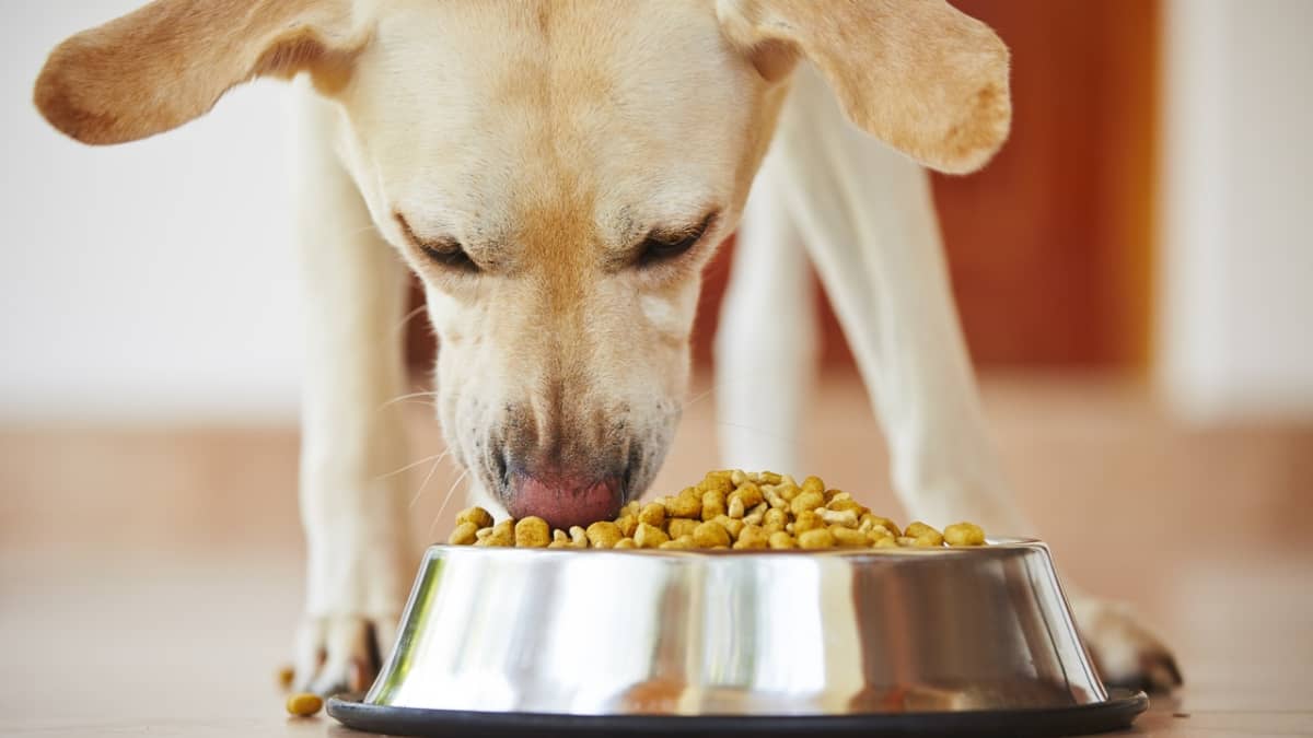 Can Improved Nutrition Cure A Diabetic Dog? - Pethelpful