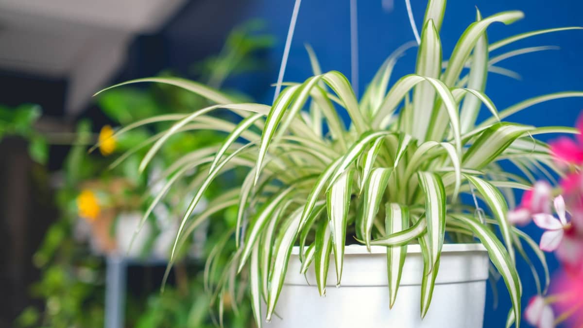 Spider Plant - Low Light Air-purifying Houseplant for House Decoration -  Best Plant Friend