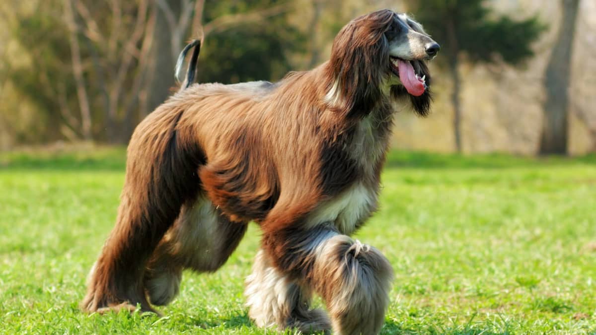 25 Worst Dog Breeds for Seniors - PetHelpful