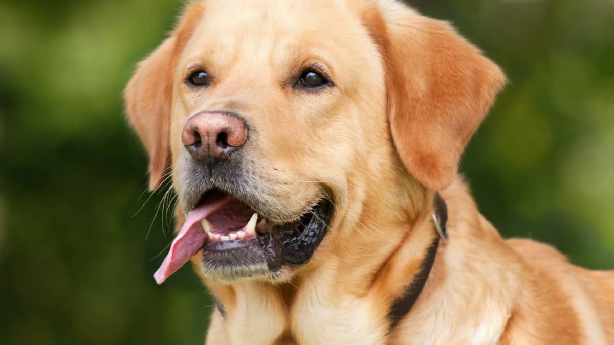 The Labrador Retriever: History, Facts, and Information - PetHelpful