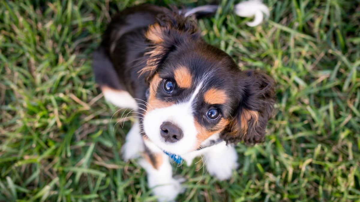 Puppy Growth Charts  WALTHAM Petcare Science Institute