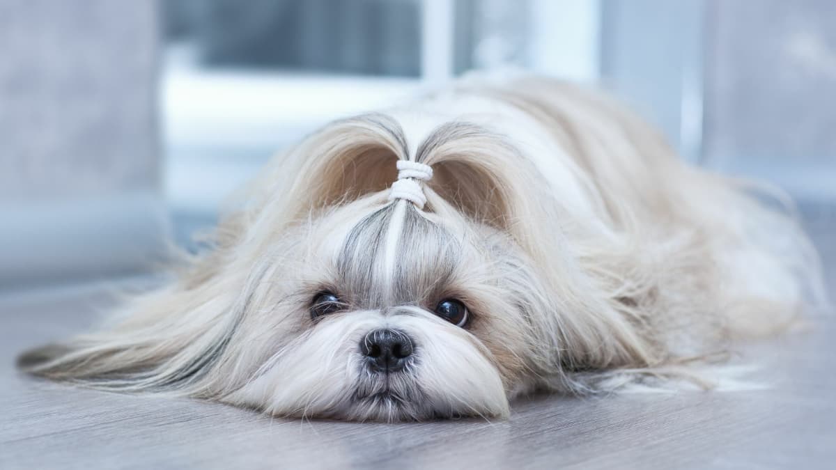 The Ultimate Guide to Shih Tzu Dogs: History, Care, and Training -  PetHelpful