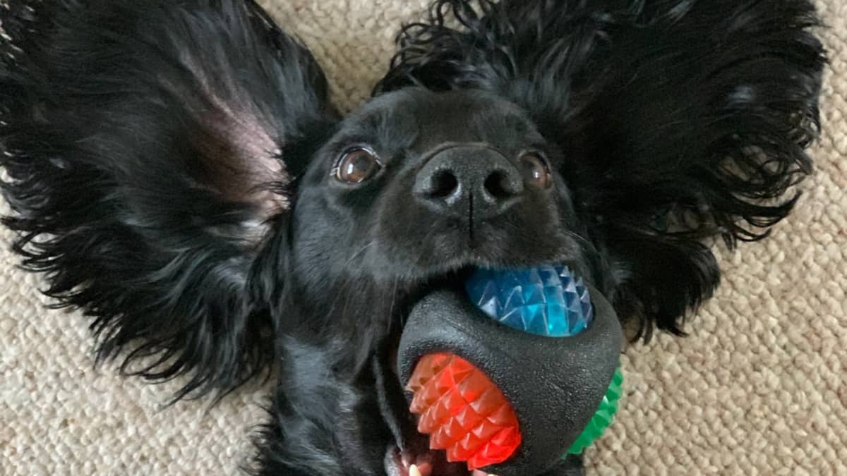 Balancing your dog's mental & physical stimulation