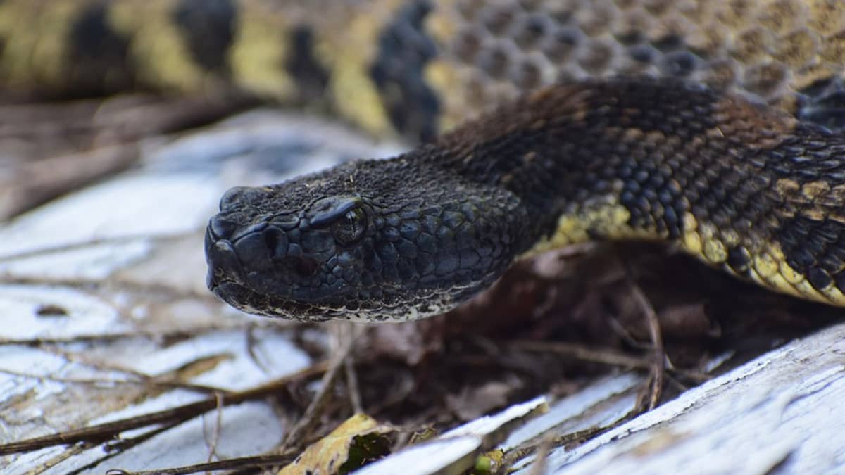 Venomous Snake Catcher, Cottonmouth - North Florida