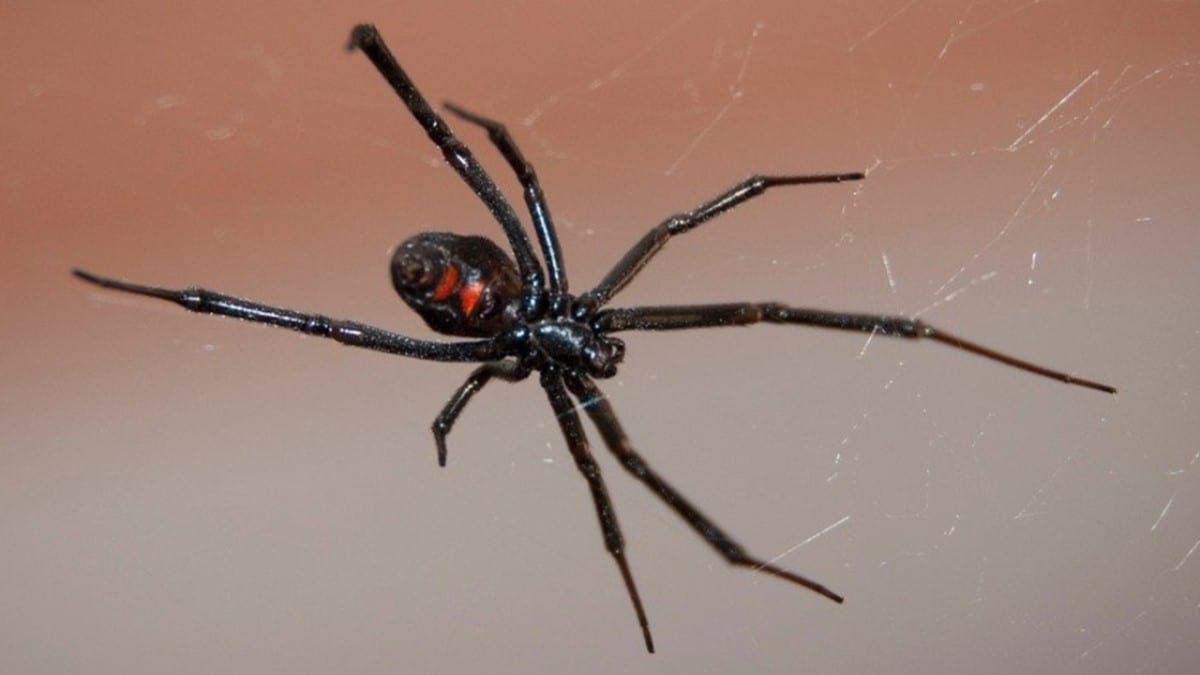 Can a Black Widow Spider Bite Kill Your Dog?