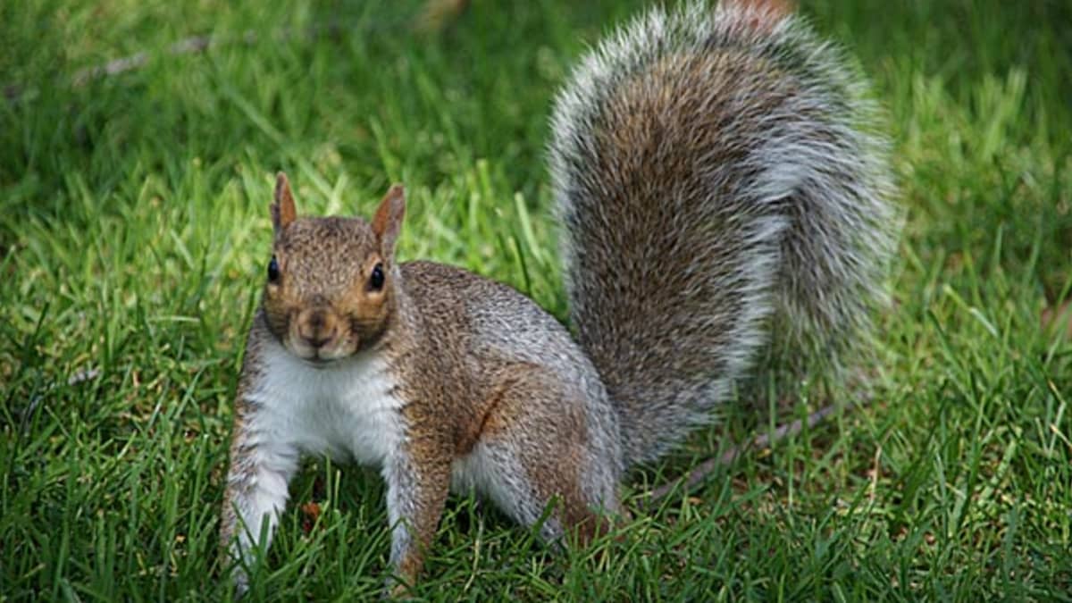 Nine Tips to Control Squirrels - Pest Control Technology