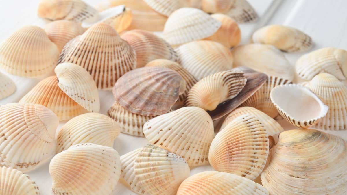 Clam Varieties Guide: Every Type of Clam You Can Buy