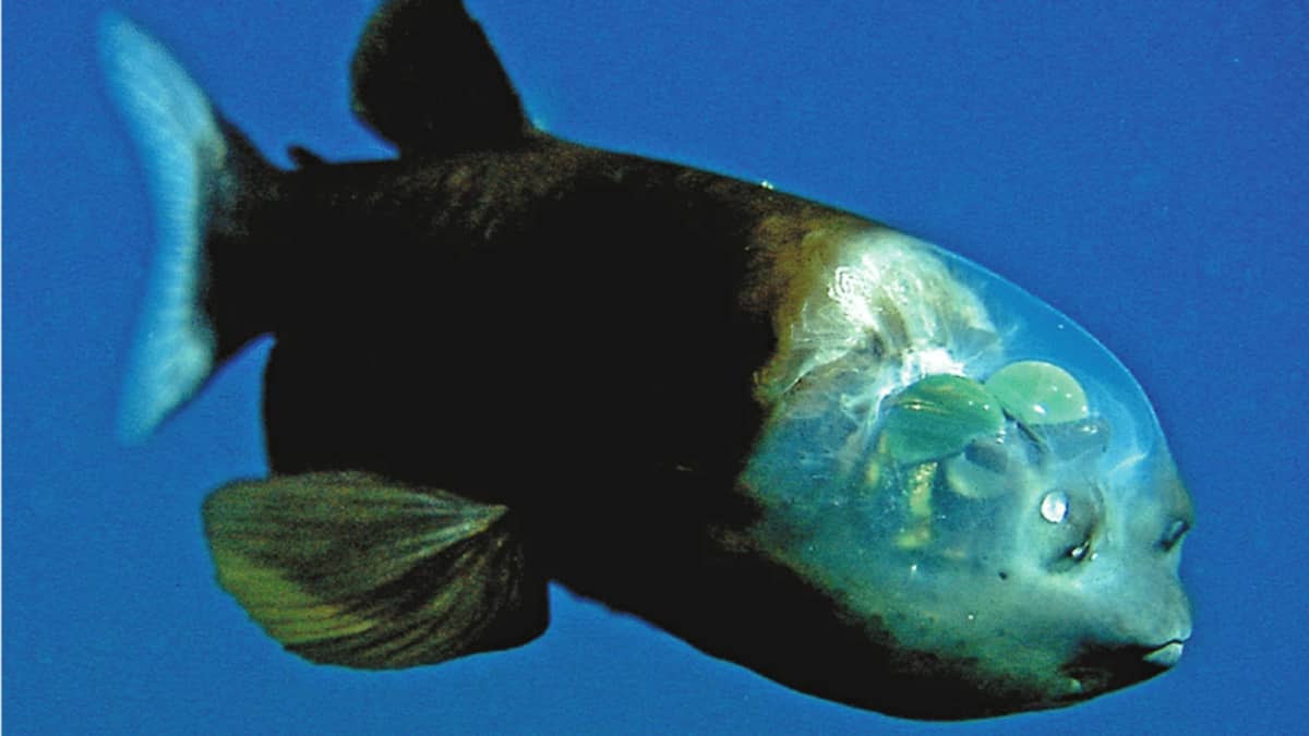 Facts About Bizarre Barreleye Fish and Strange Siphonophores - Owlcation