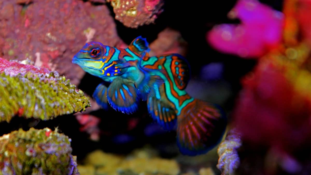 12 of the Most Beautiful Fish in the Philippines - Owlcation