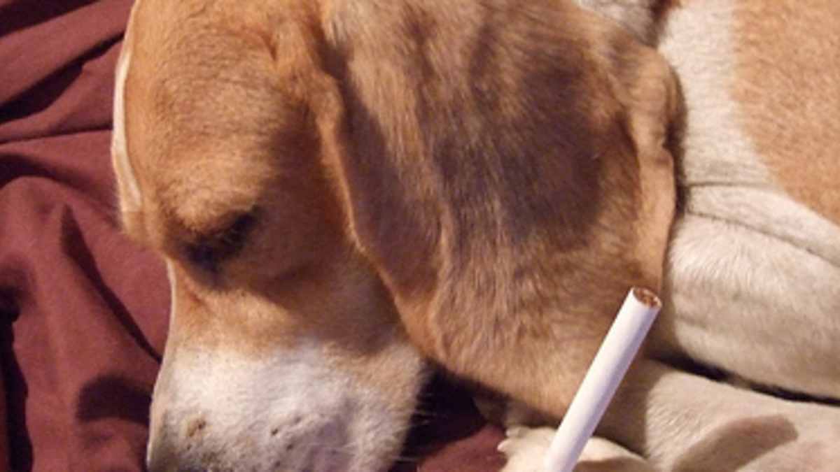 effects of cigarettes on skin Effects of smoking, sun and stress on the skin of twins