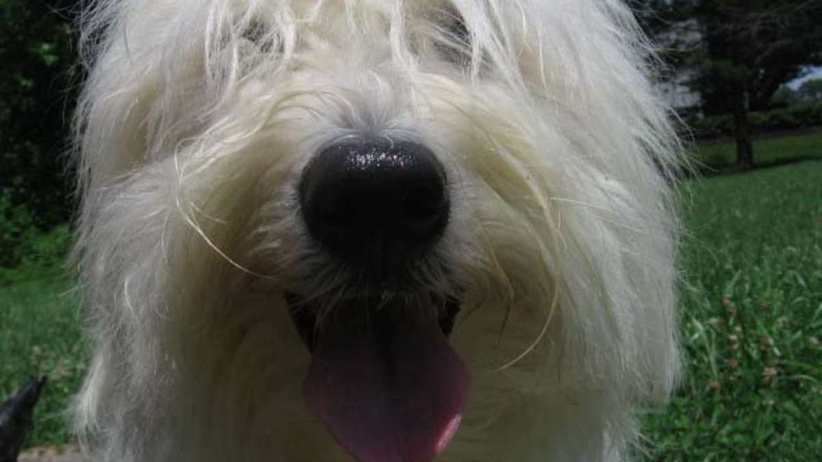 The Coton De Tulear Intelligence Temperament And Personality Pethelpful