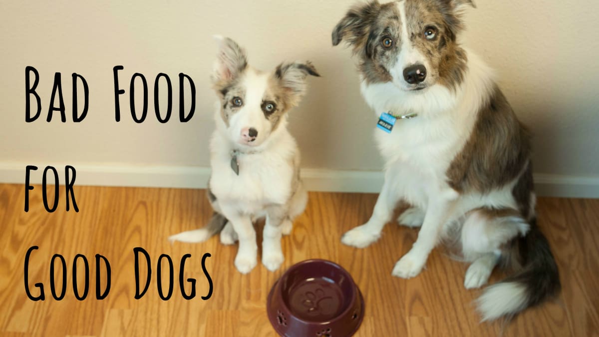 what human food can dogs eat everyday