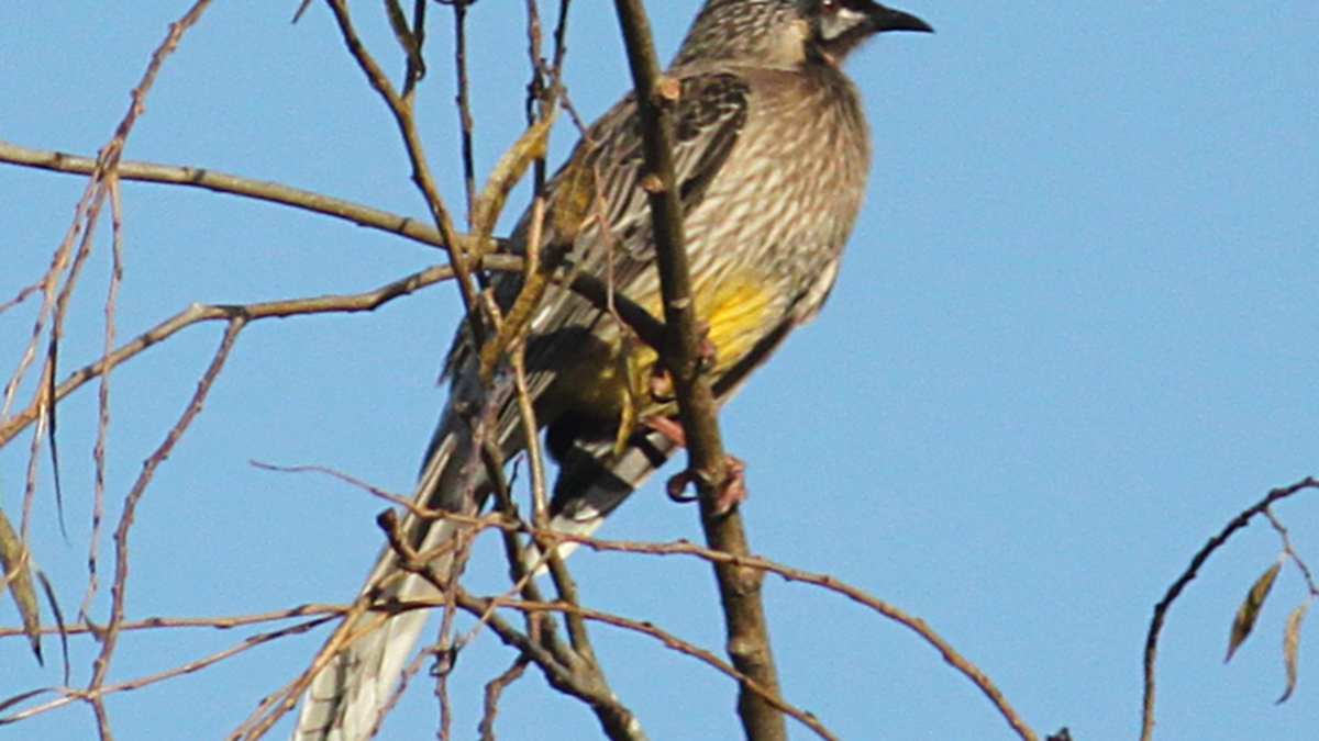 Australian Native Birds The Red Wattle Bird The Little Wattle Bird Yellow Wattle Bird Owlcation Education