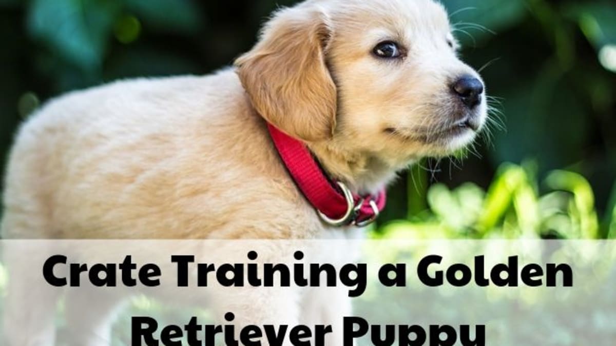 How To Crate Train A Golden Retriever Puppy Pethelpful