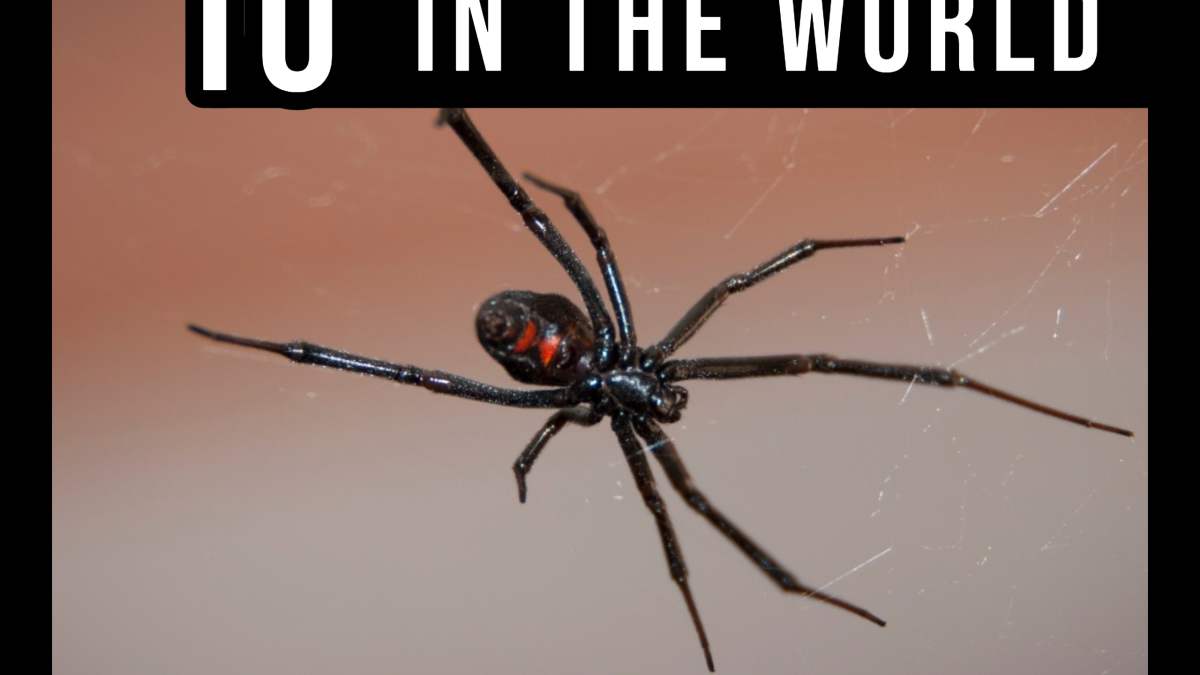 The Top 10 Deadliest Spiders In The World Owlcation