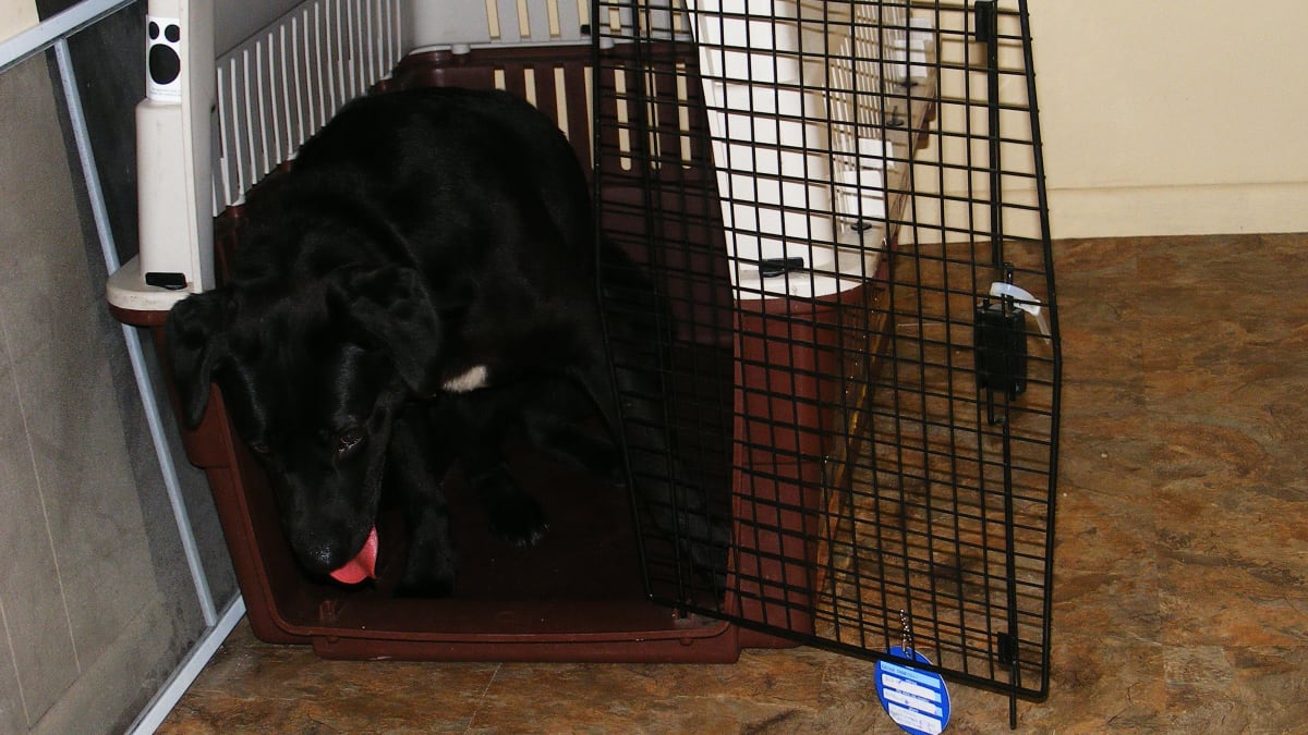 dog tries to break out of crate