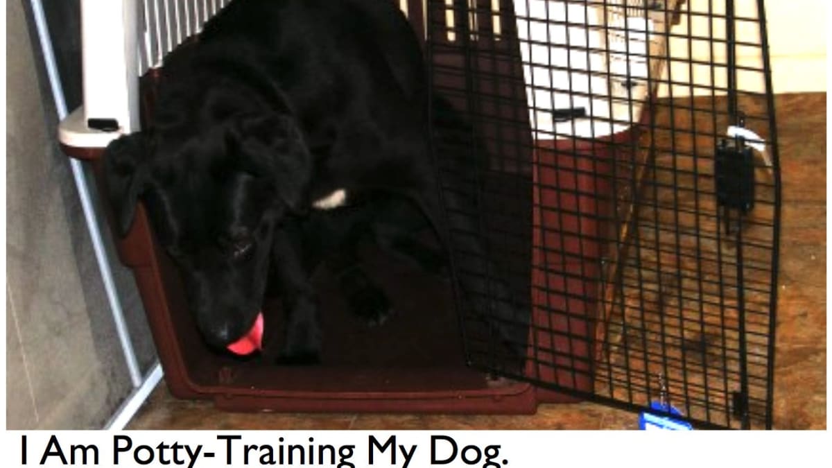 puppy apartment training crate with divider