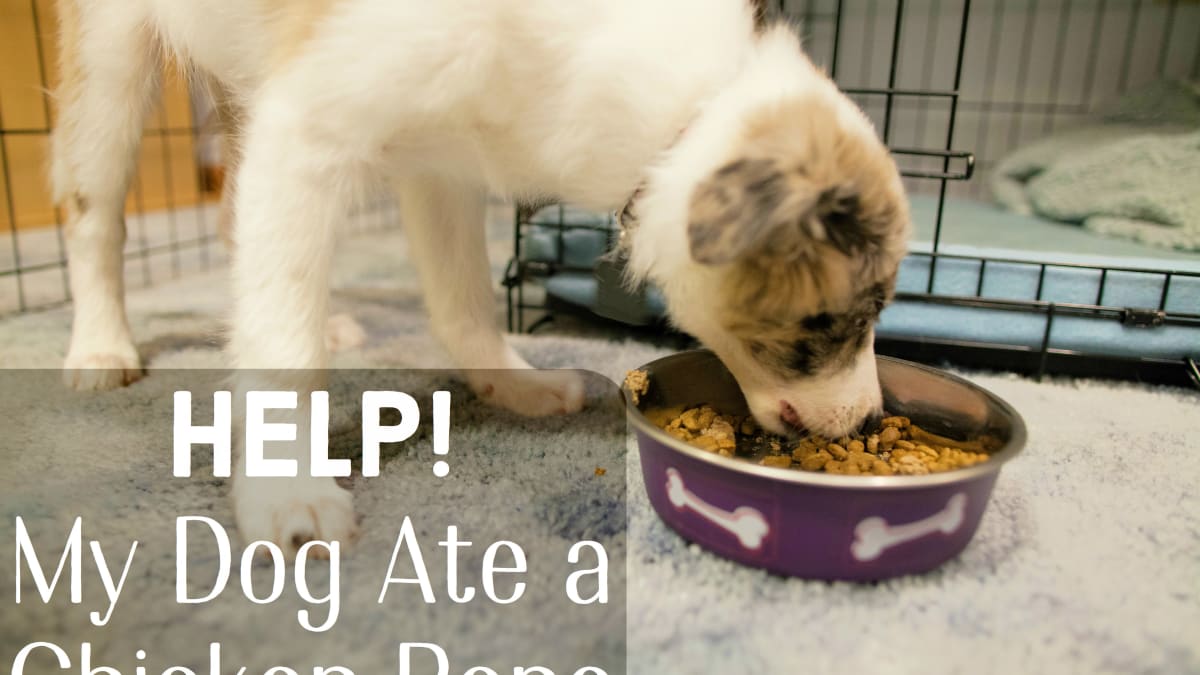 dog eats cooked chicken bones