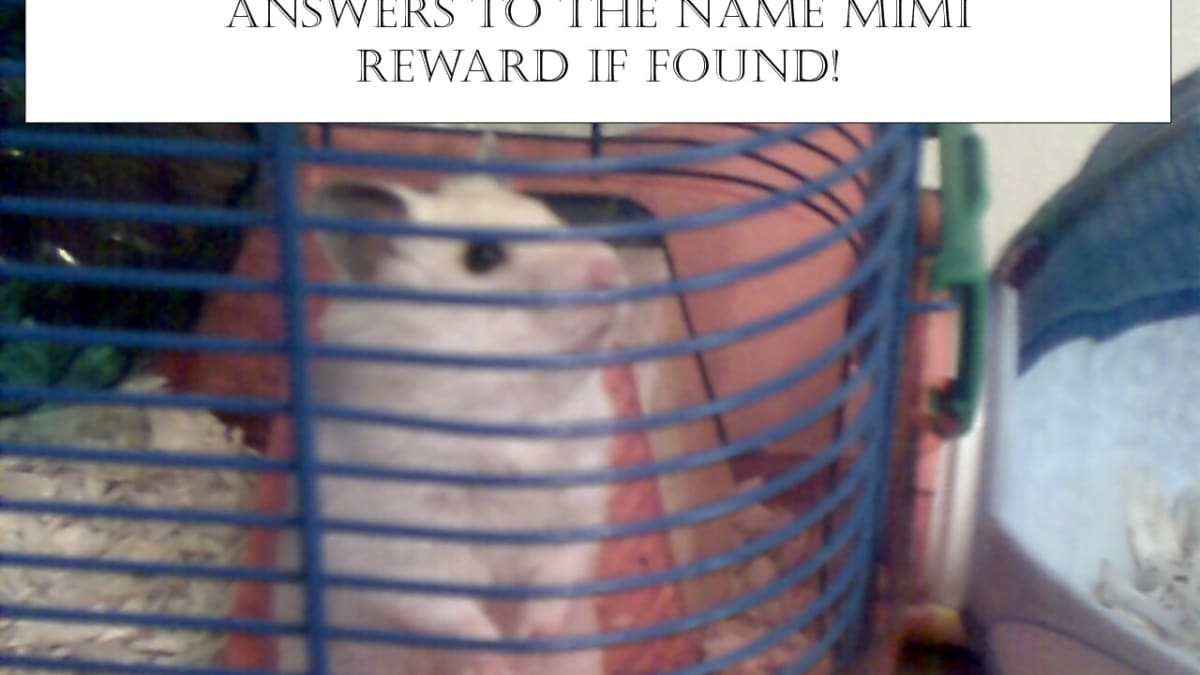 How do you find a hamster lost in the house What To Do When Your Hamster Escapes Finding Missing Pets Pethelpful