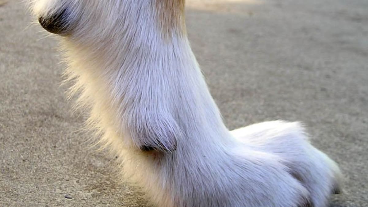 dog muzzle for nail clipping