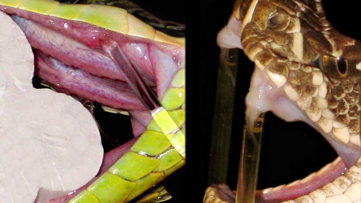 Snake Venom Composition and Variability - HubPages